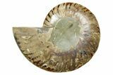 Cut & Polished Ammonite Fossil (Half) - Madagascar #364844-1